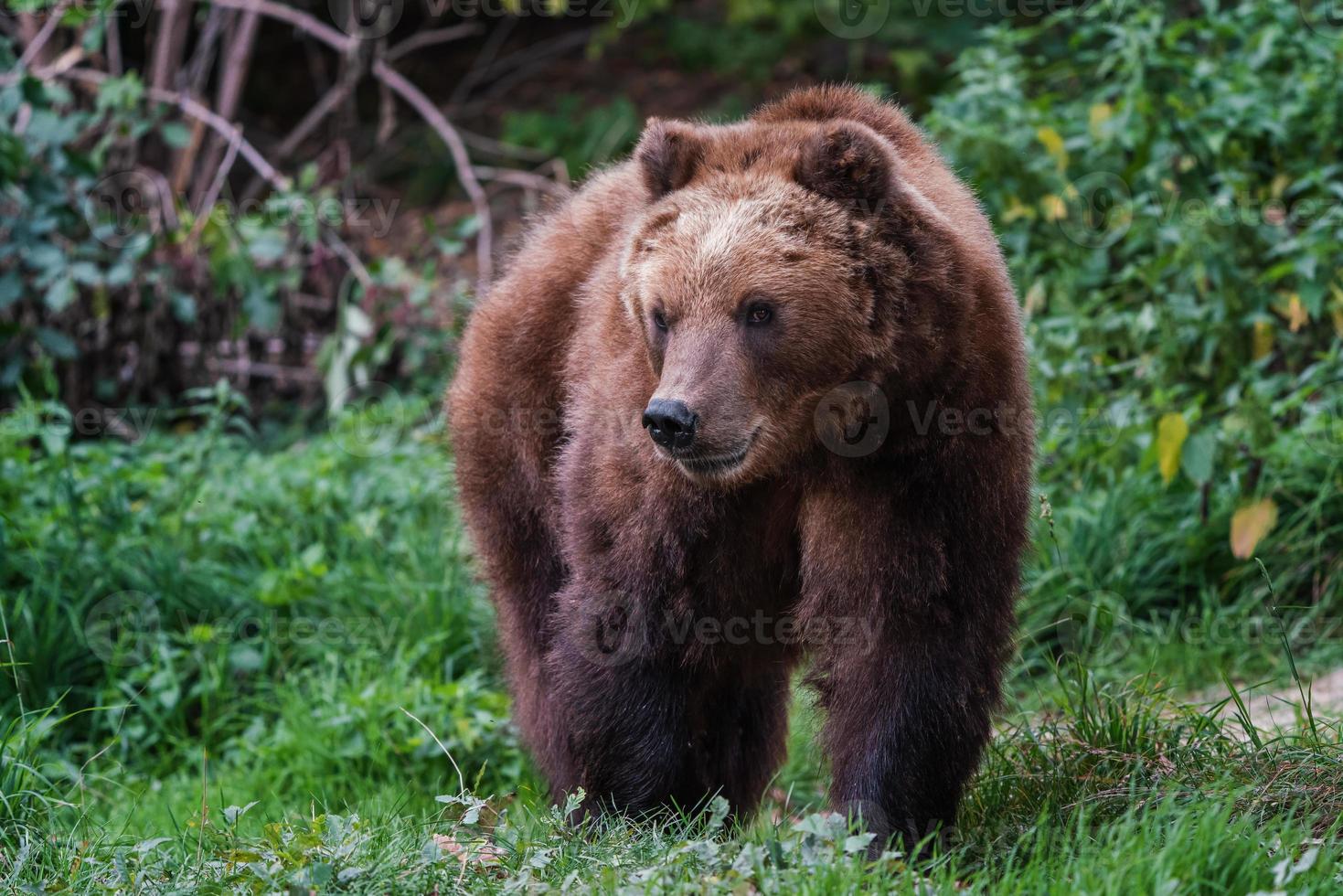 kamchatka Marrone orso, ursus arctos beringianus foto