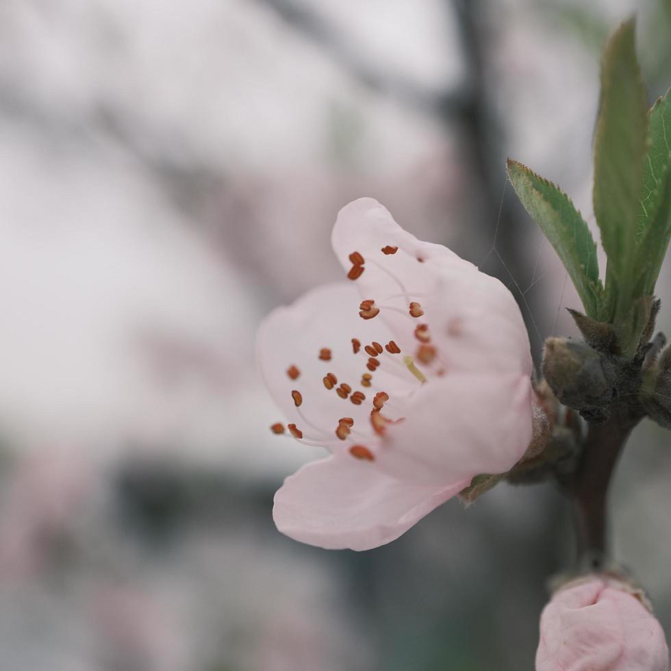 rosa e bianca prugna fiori nel primavera foto