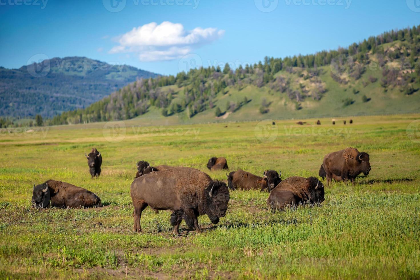 bisonti con paesaggio di giallo pietra nazionale parco foto