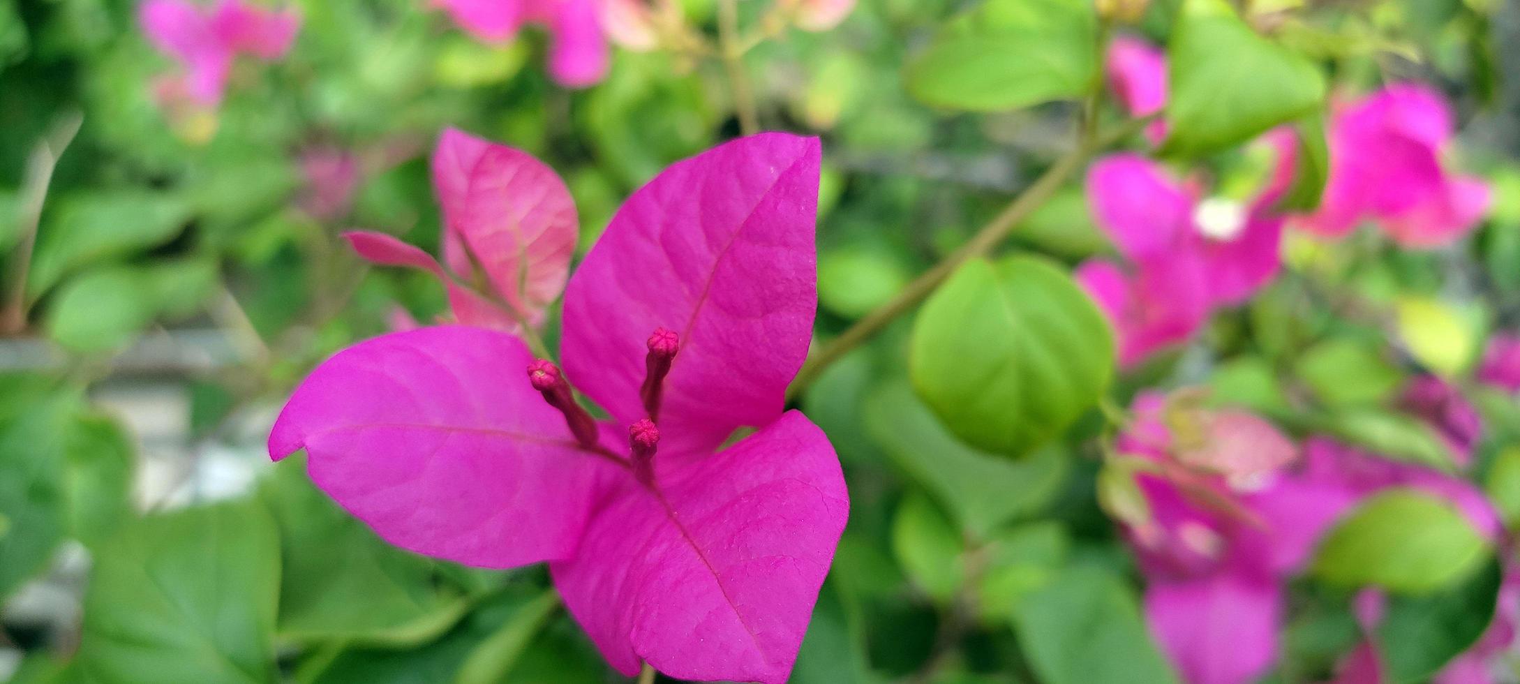 dimenticare me non fiore gratuito foto