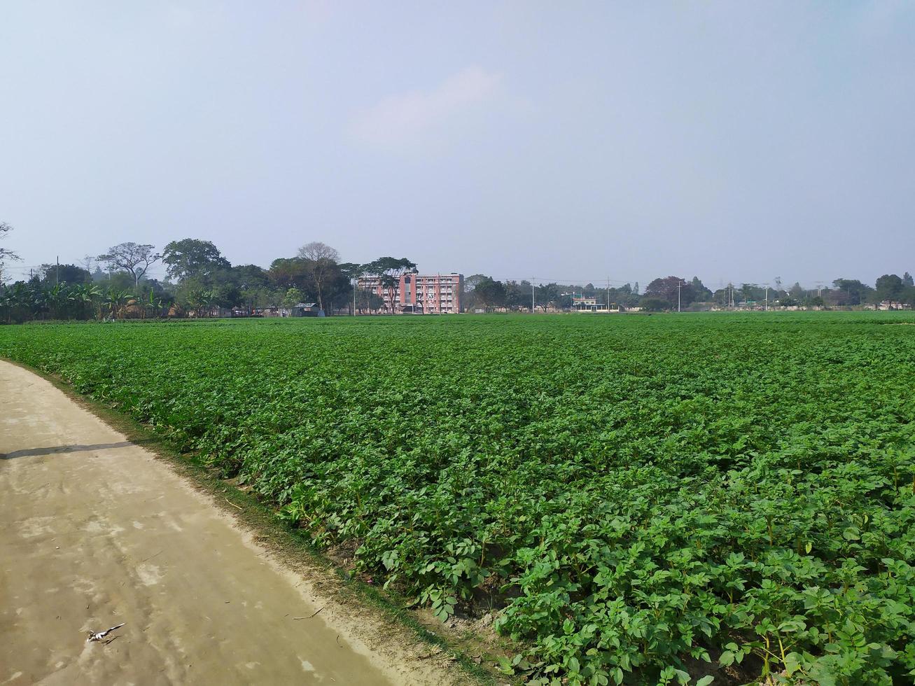 il campo di Patata va come lontano come il occhi. strada nel nazione lato. verdura natura di bangladesh agricoltura nel primavera paesaggio. foto