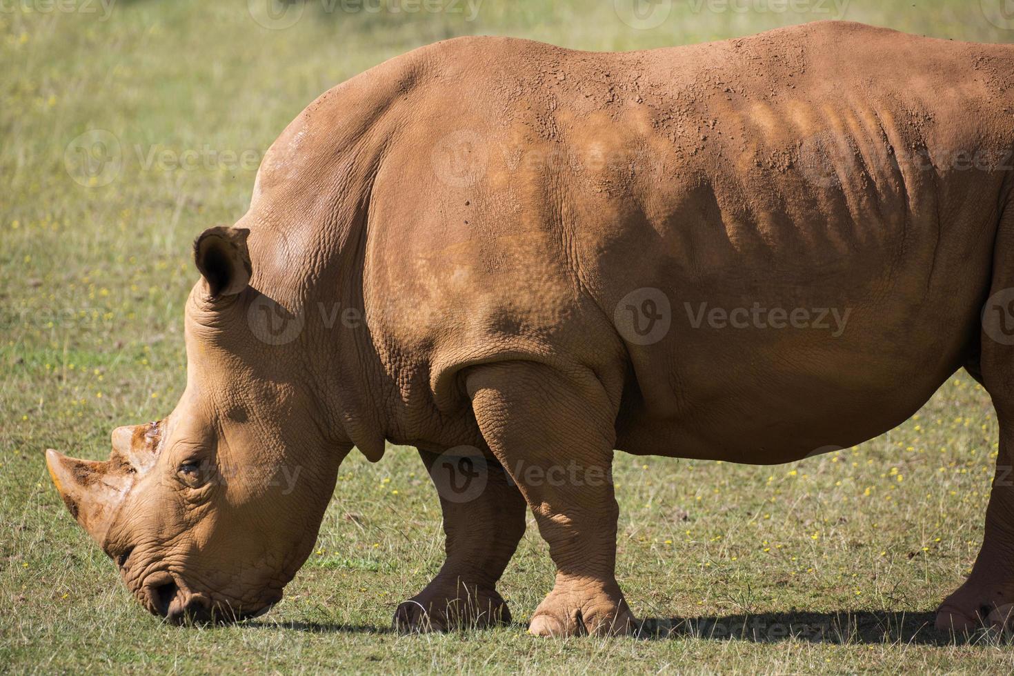 adulto rinoceronte su prateria foto