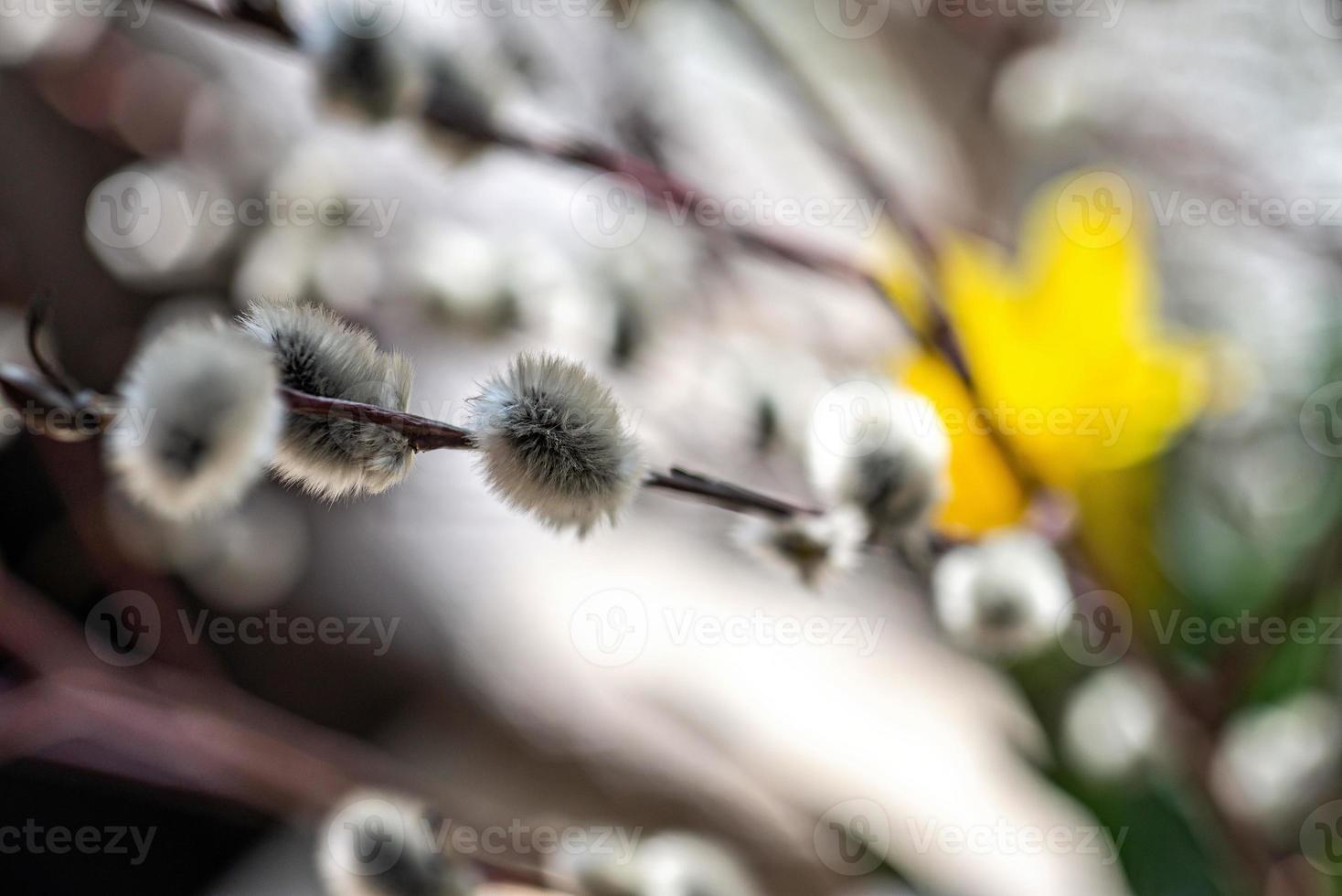 ramo di salice fiorito foto