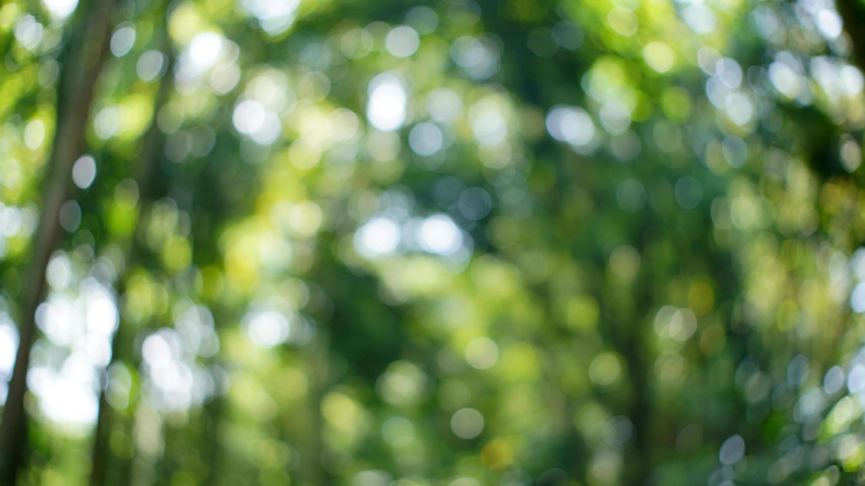 sfocato sfondo di un' foto di fogliame alberi nel foresta