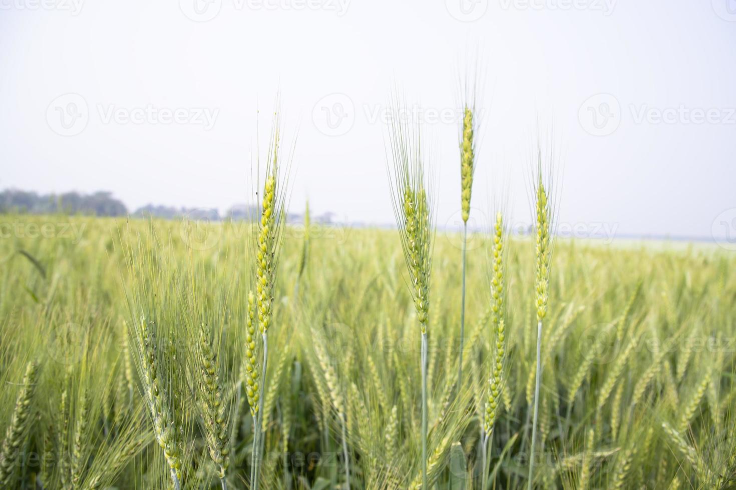 Grano spuntone con un' sfocato sfondo nel il campo. selettivo messa a fuoco foto