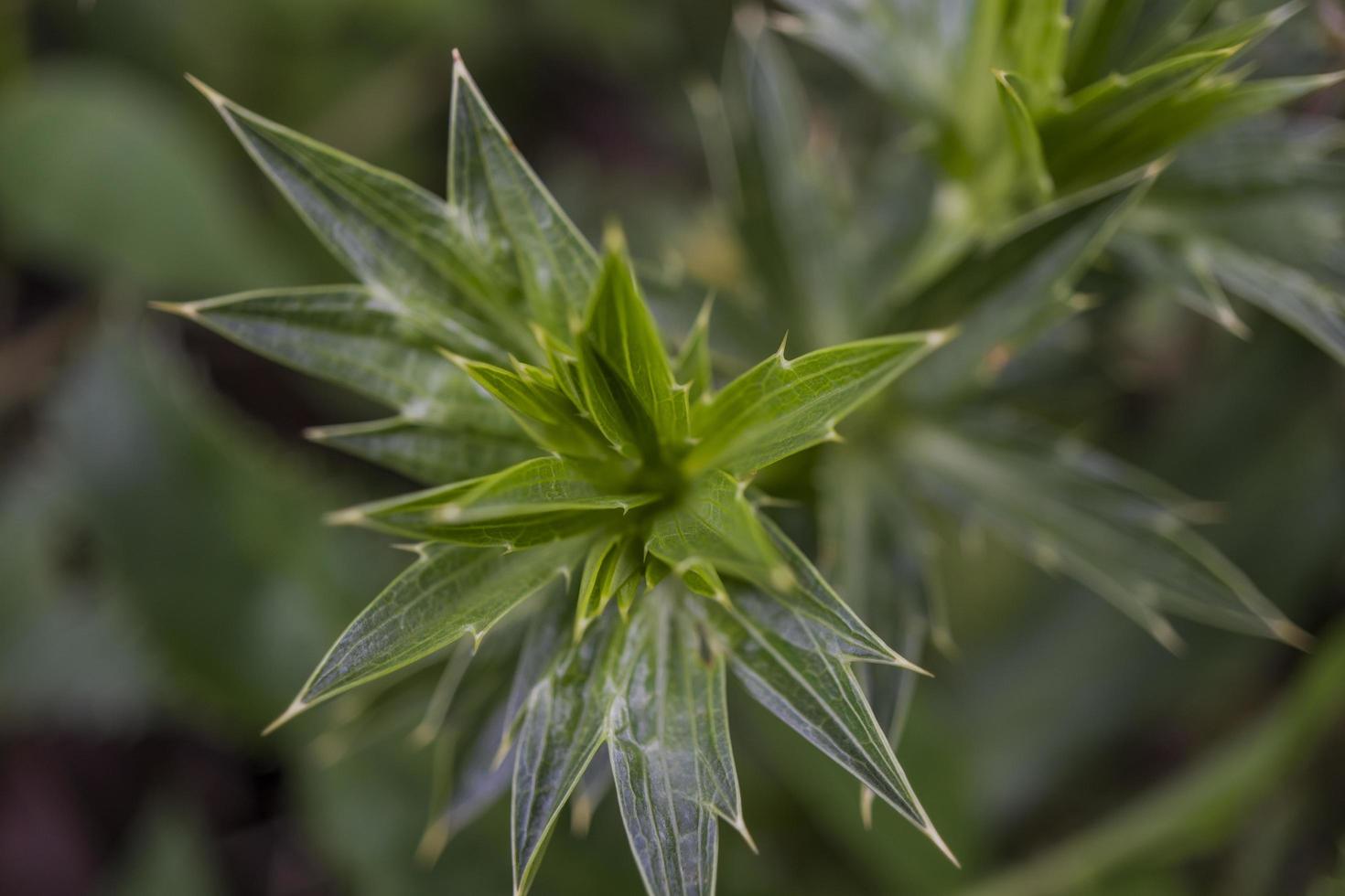 vicino su foto di verde felci foglia su il foresta quando primavera volta. il foto è adatto per uso per verde foglia sfondo, natura sfondo e botanico soddisfare media.