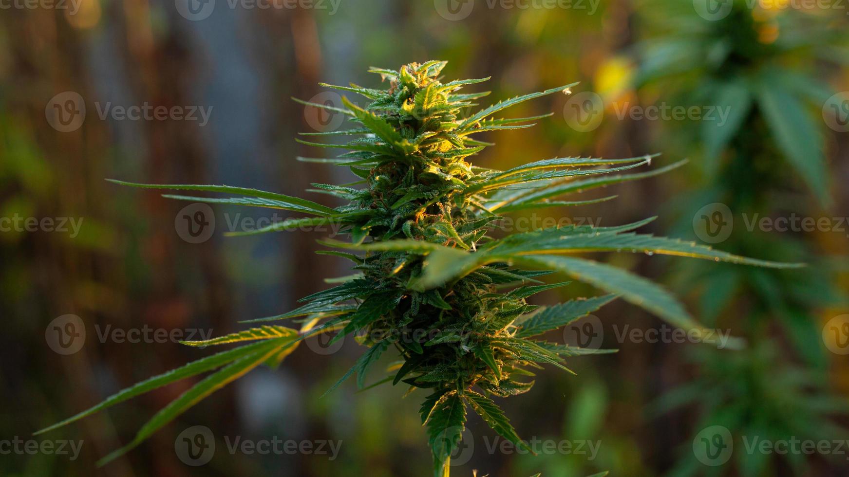 primo piano di una pianta di cannabis foto