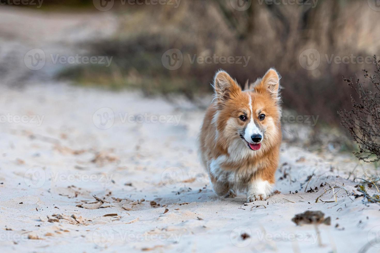 Il cucciolo di corgi gallese corre per la spiaggia e gioca con un bastone foto