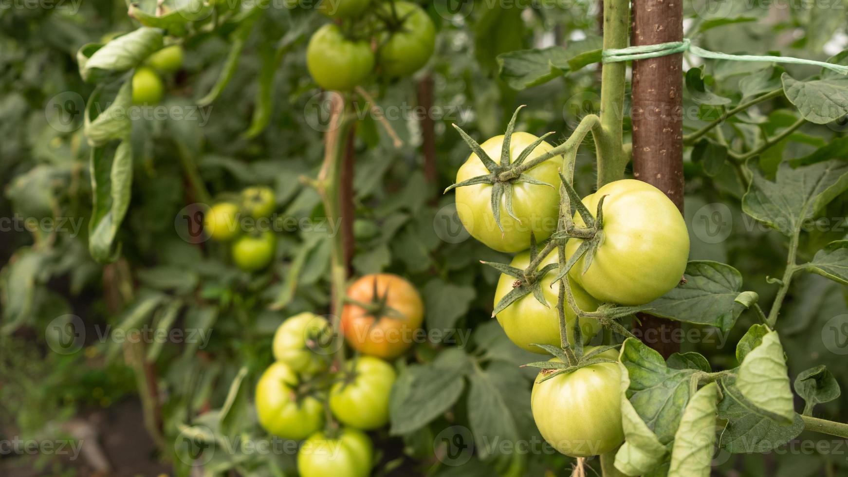 pomodori verdi acerbi foto