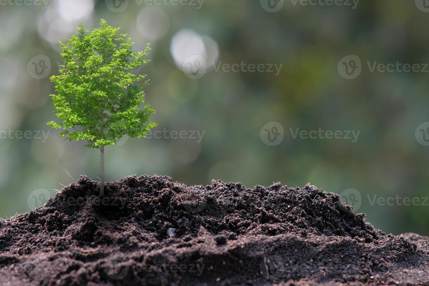 piccolo albero che cresce su sfondo verde foto