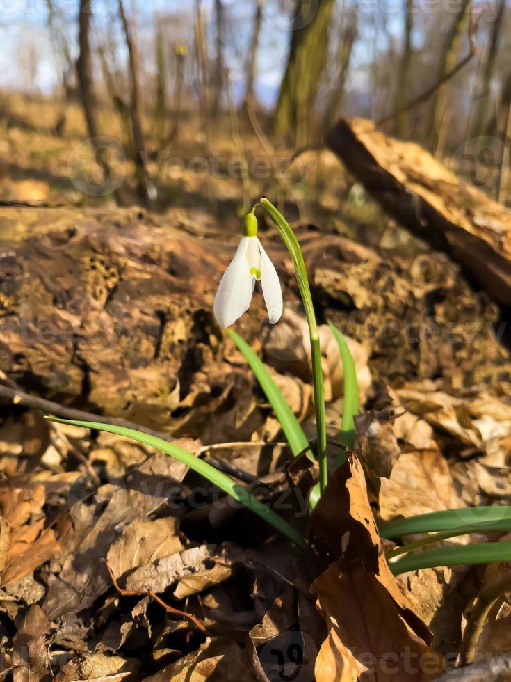 bellissimo primo fiori bucaneve nel primavera foresta. tenero primavera fiori bucaneve presagi di riscaldamento simboleggiare il arrivo di primavera. foto