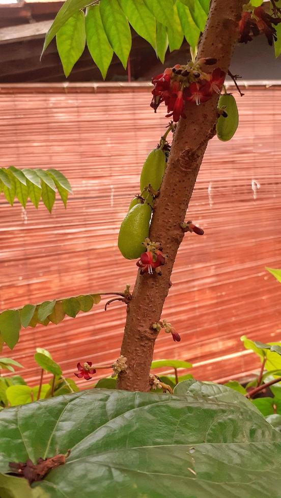 diffamando wuh o averrhoa bilimbi è il frutta di il genere averrhoa. esso cresce nel il tropico la zona, ampiamente Usato come un' Spezia nel cucinando e erbaceo medicinale, esso gusti molto acido. foto