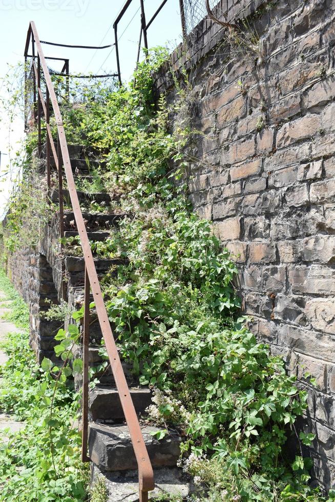 impianti in crescita su un vecchio scala foto