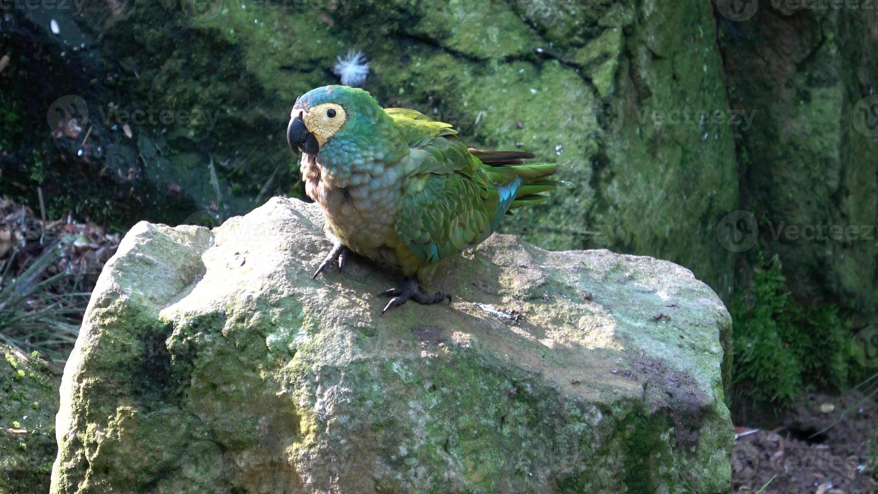 verde pappagallo amazona farinosa. verde pappagallo con giallo piume. foto