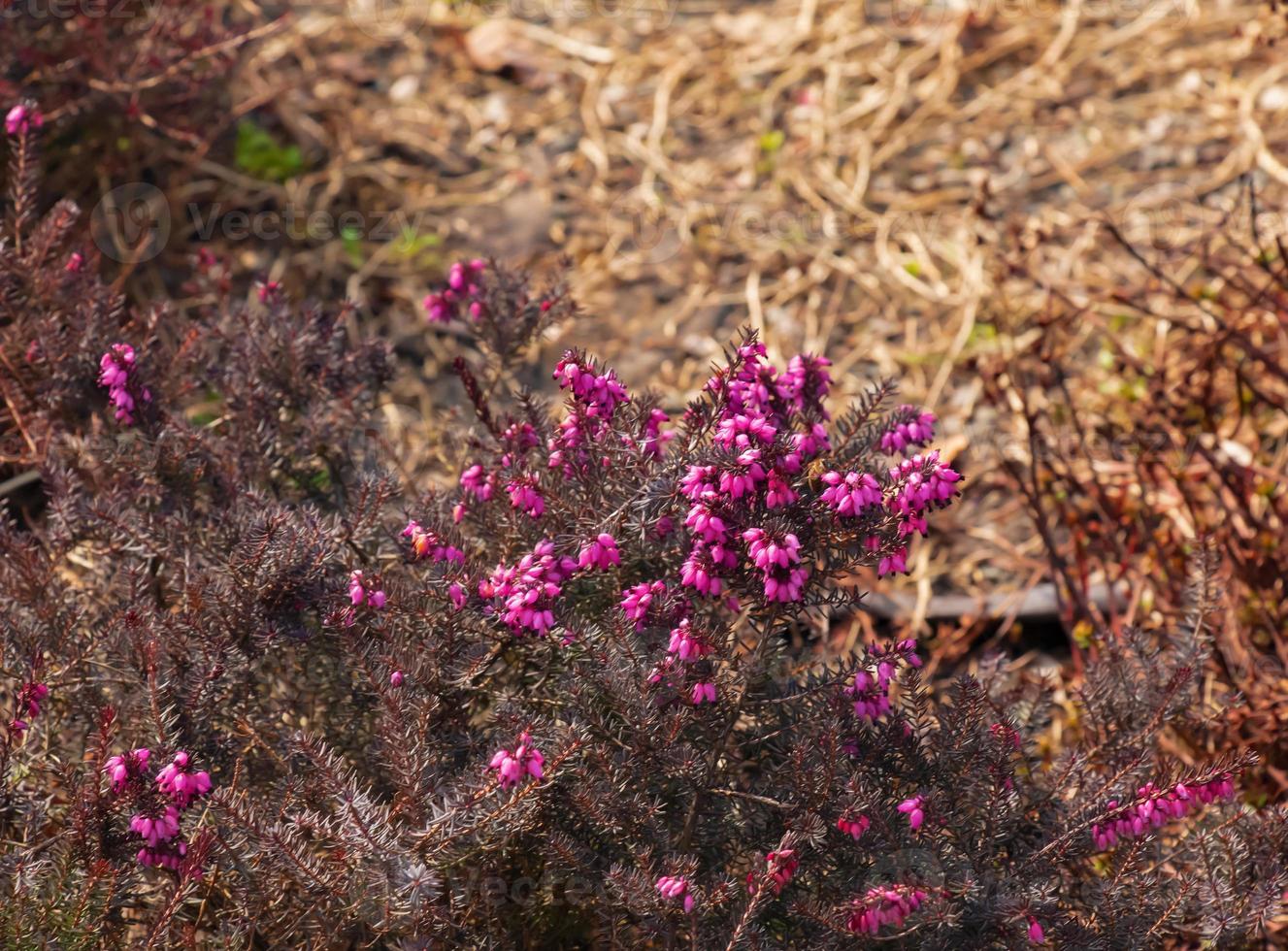 rosa erica carnea fiori o inverno heathin il giardino nel presto primavera. floreale sfondo, botanico concetto foto