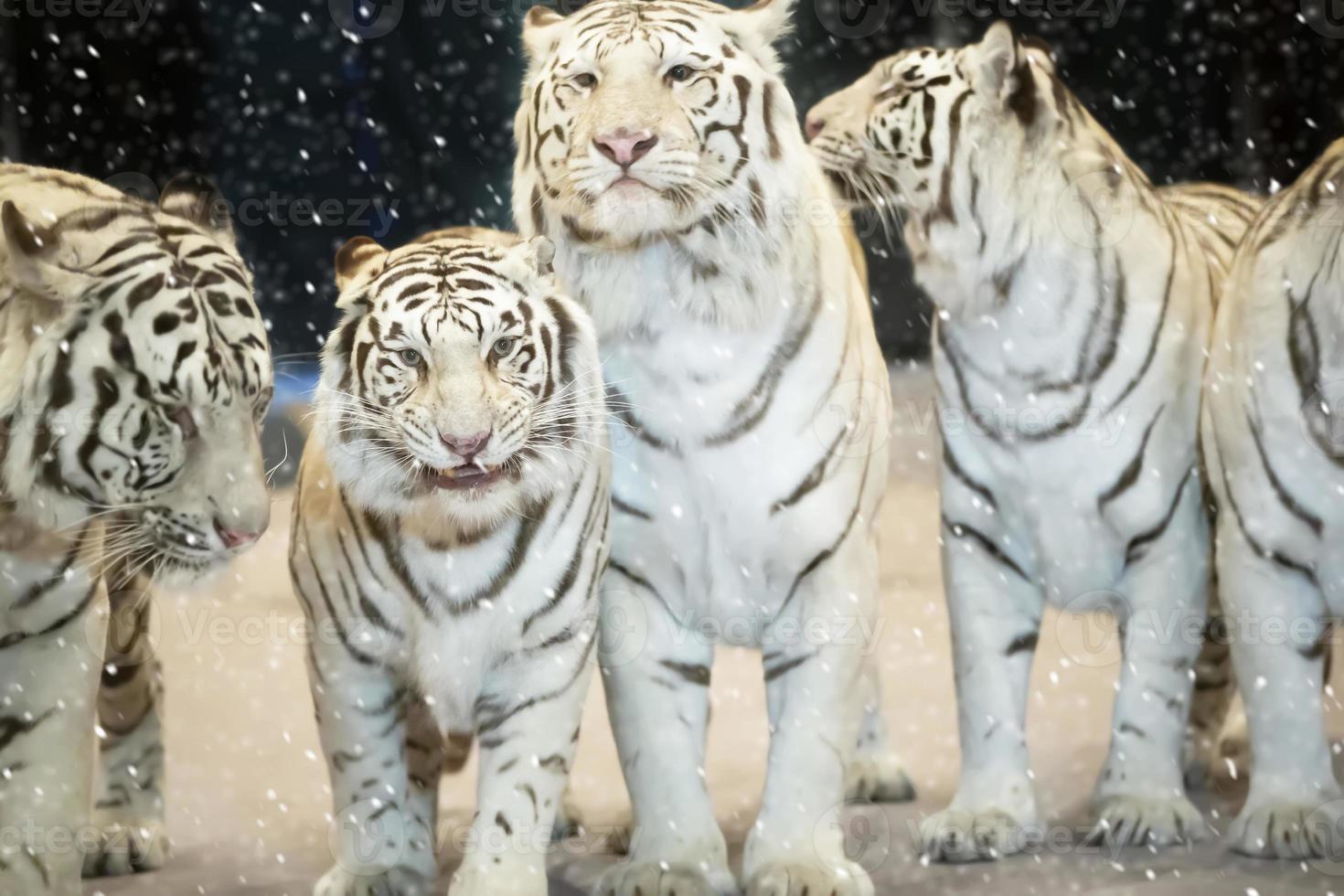 un' gruppo di bellissimo bianca tigri coperto con neve. anno di il tigre secondo per il Cinese calendario. foto