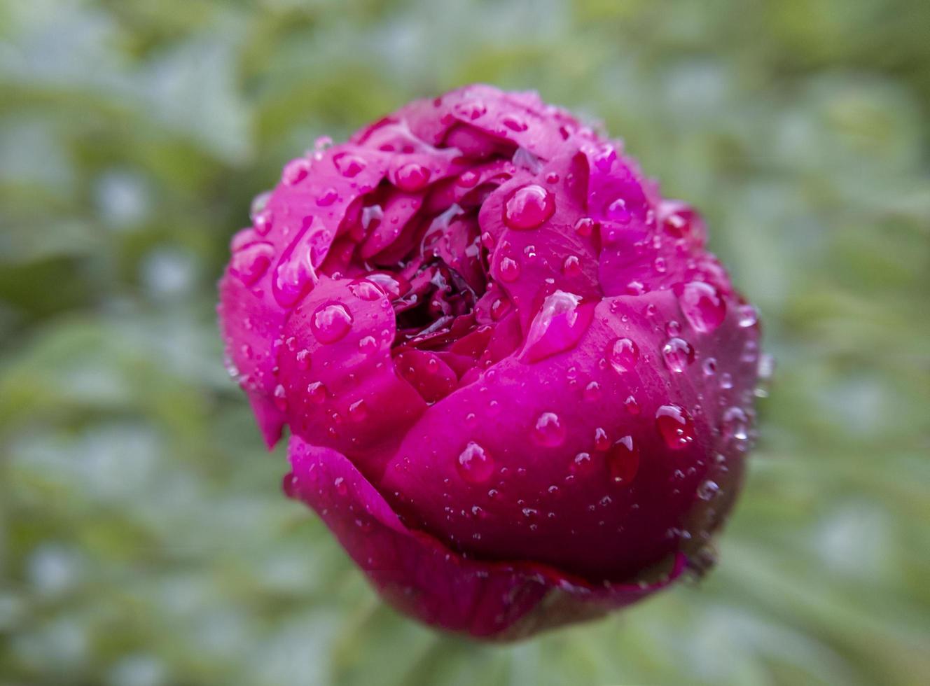 Macro peonia bocciolo di fiore con gocce di pioggia su di esso, sfondo verde bokeh foto