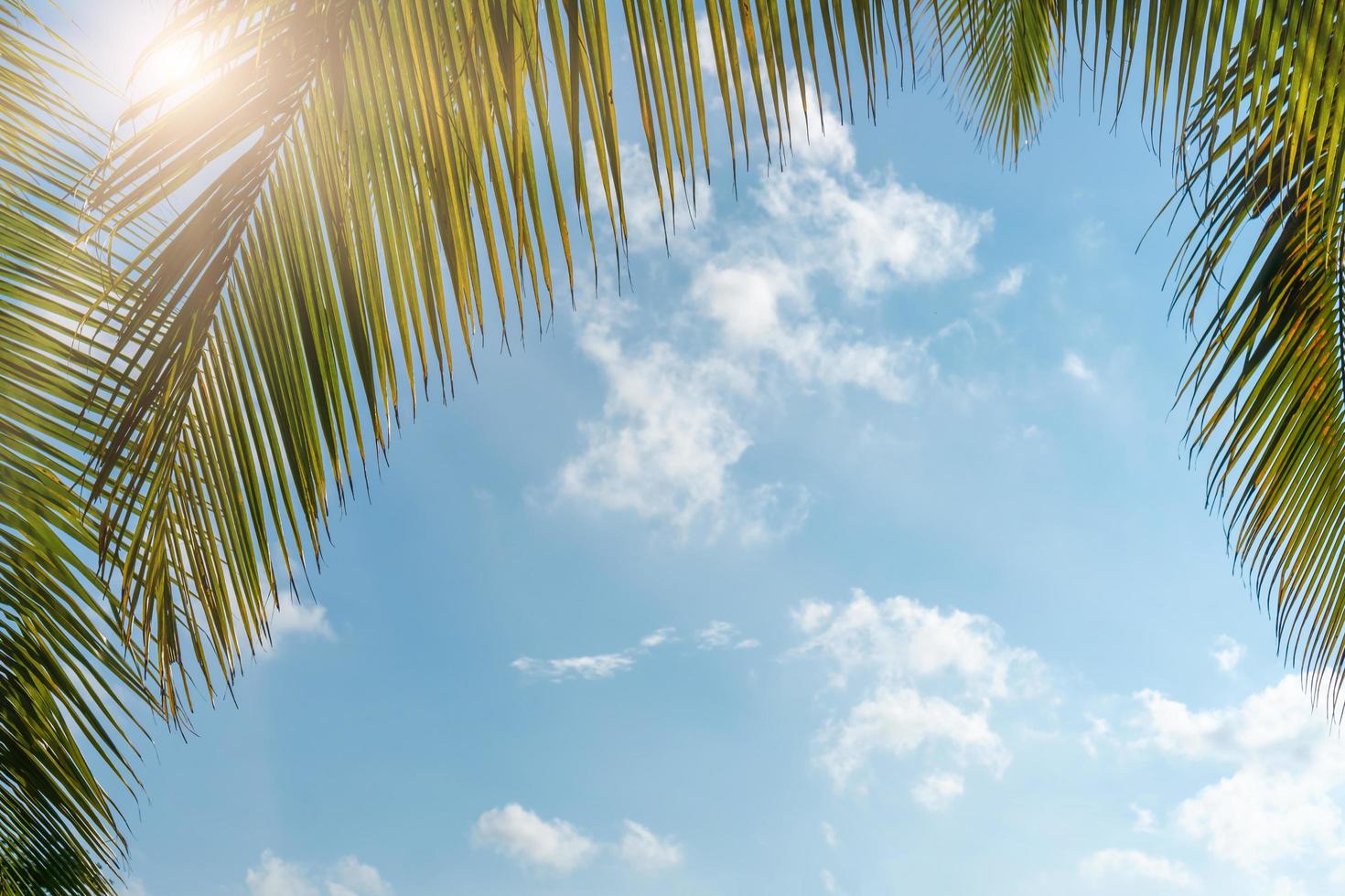 palme da cocco tropicali su un cielo blu con il chiarore del sole foto