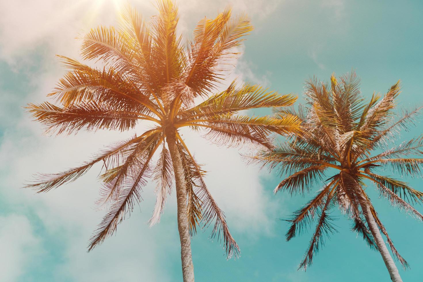 palme da cocco tropicali su un cielo blu con il chiarore del sole foto
