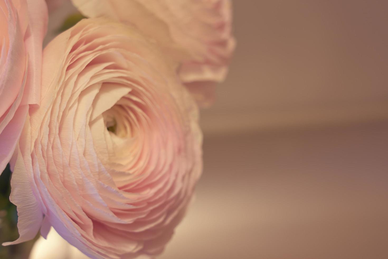 fiori di ranuncolo rosa si chiudono con uno sfondo sfocato foto