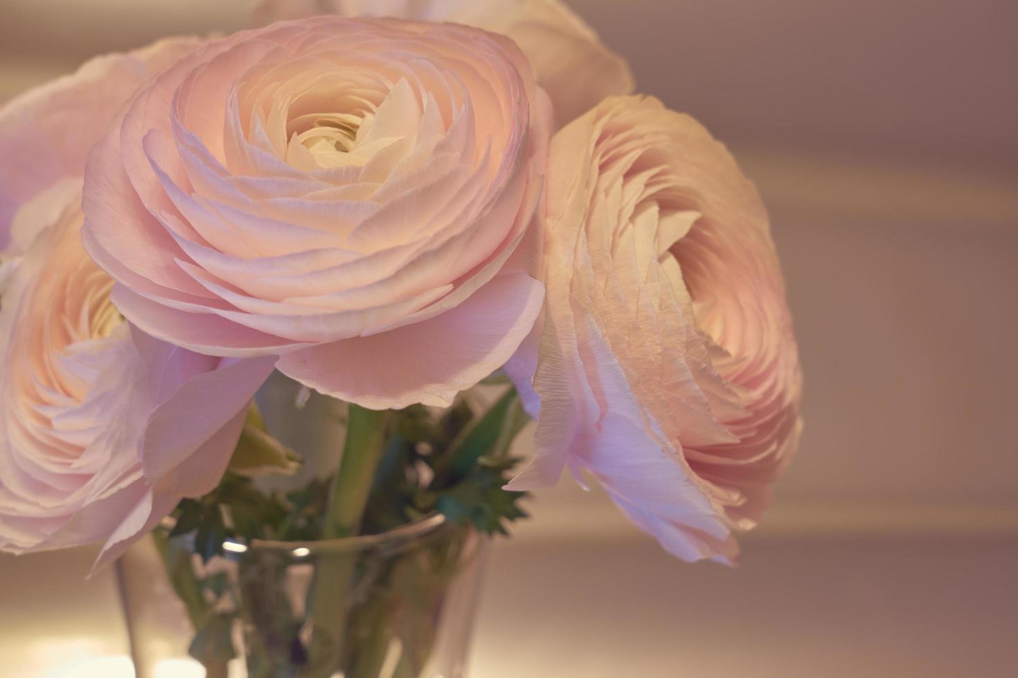 fiori di ranuncolo rosa si chiudono in un vaso con uno sfondo sfocato foto