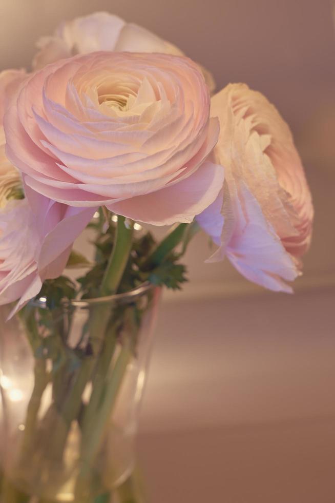 fiori di ranuncolo rosa si chiudono in un vaso con uno sfondo sfocato foto