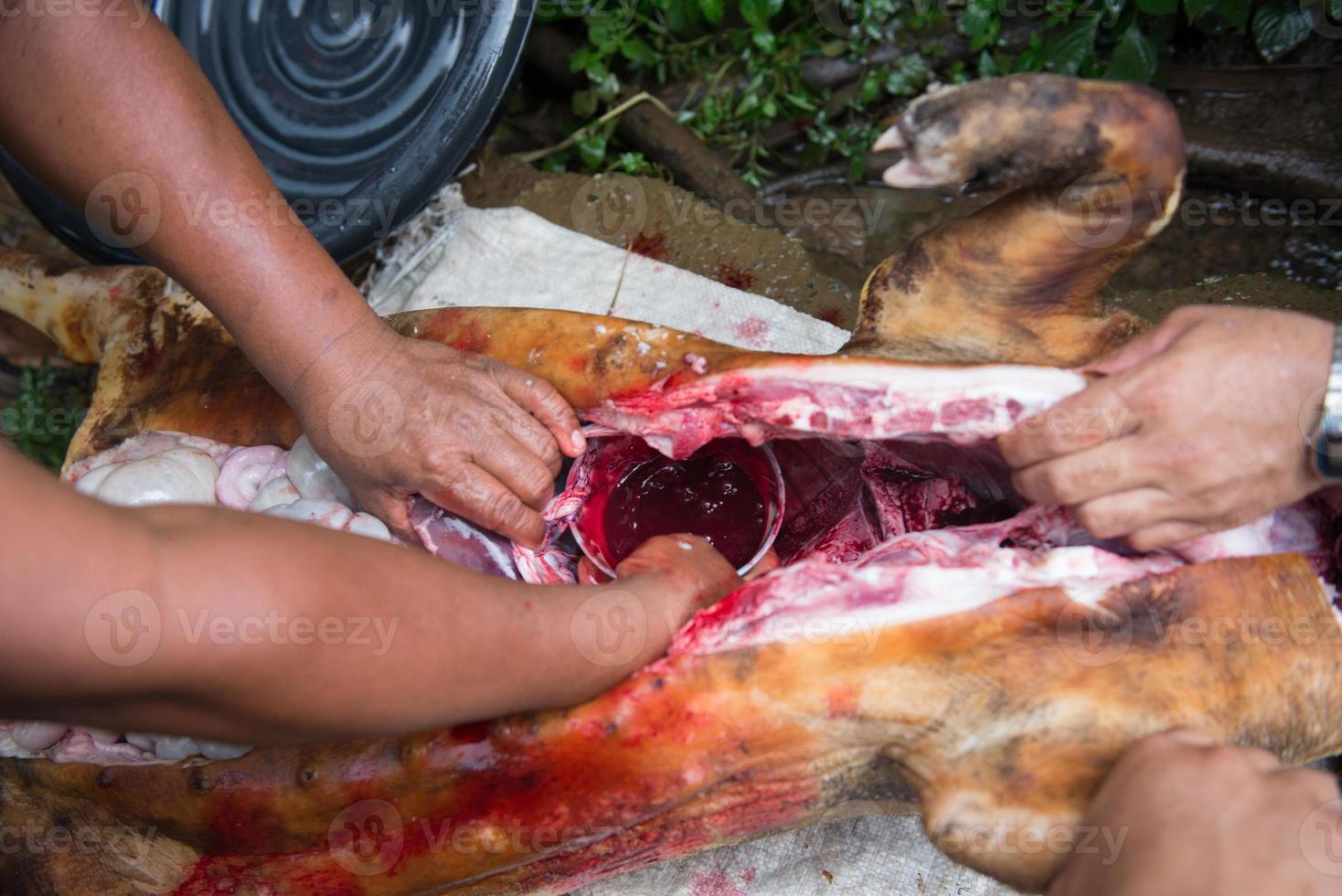 interno organi e sangue di maiale foto