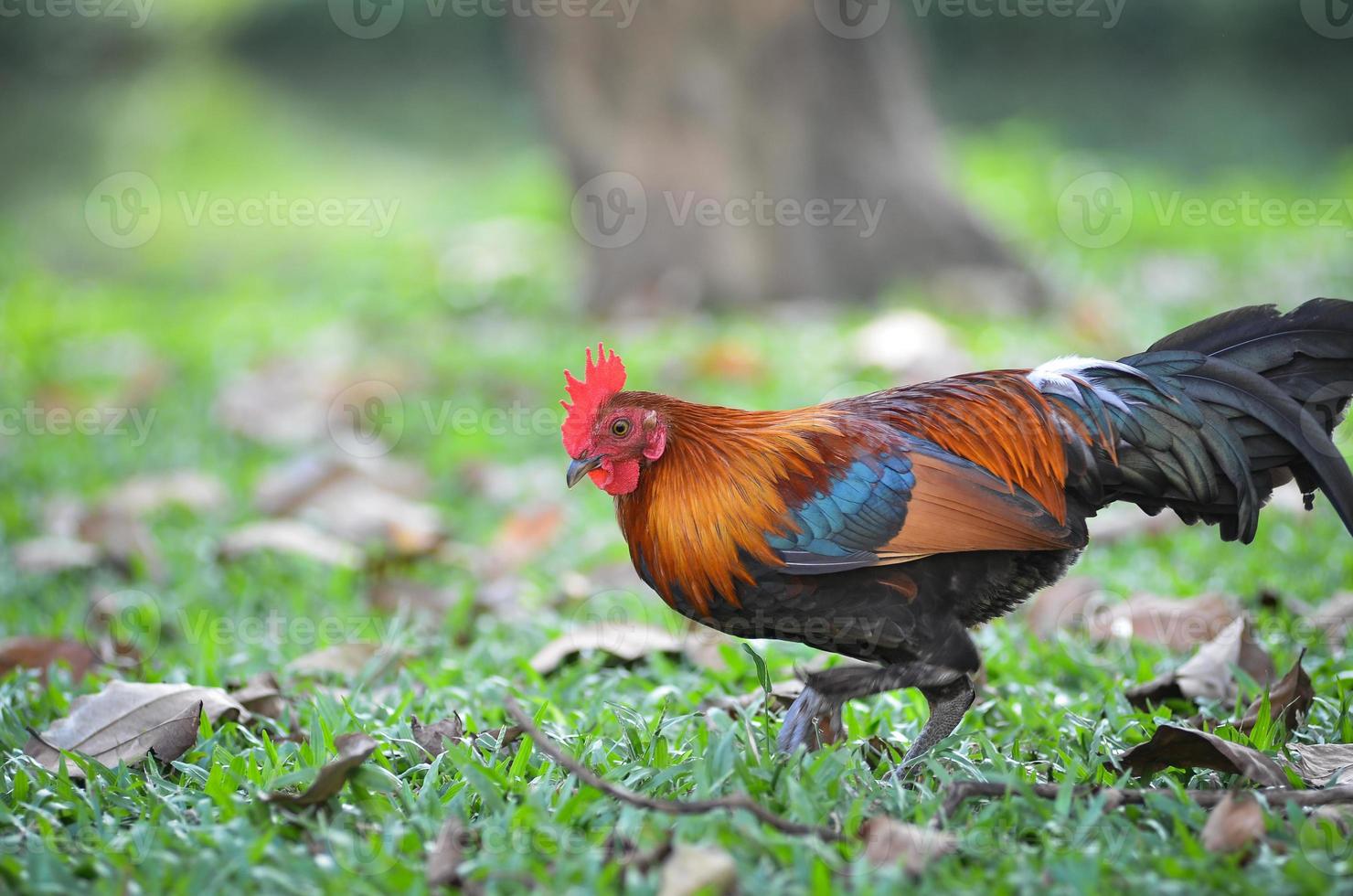 gallo pollo è a piedi nel il prato foto