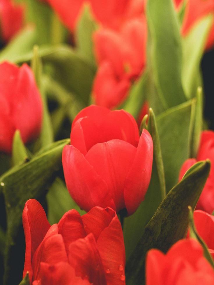 primo piano di tulipani rossi foto
