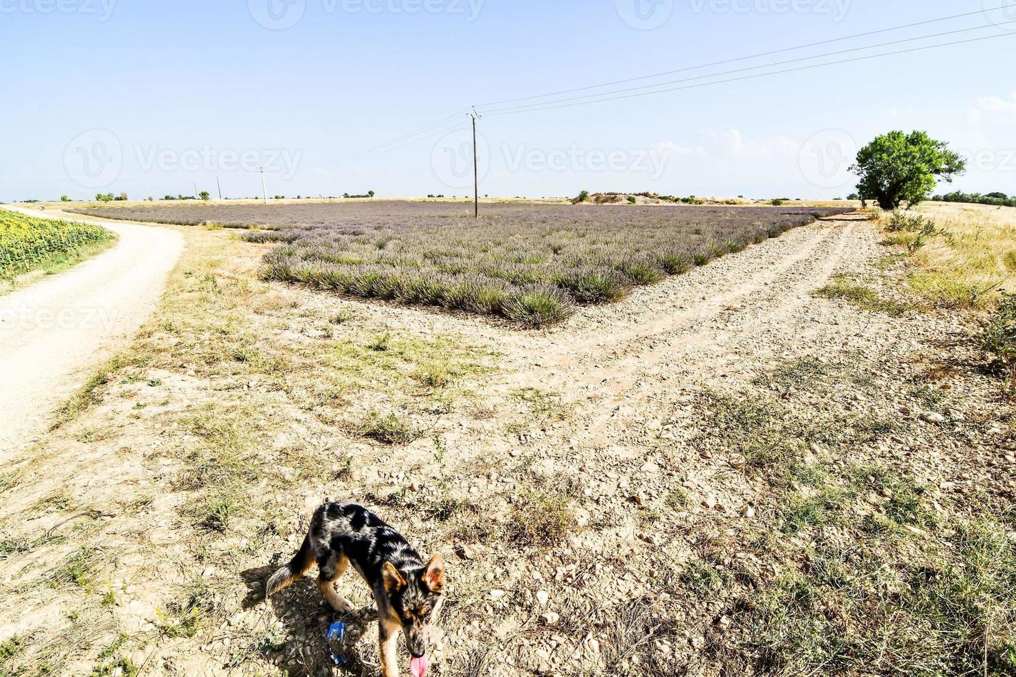 panoramico rurale paesaggio foto