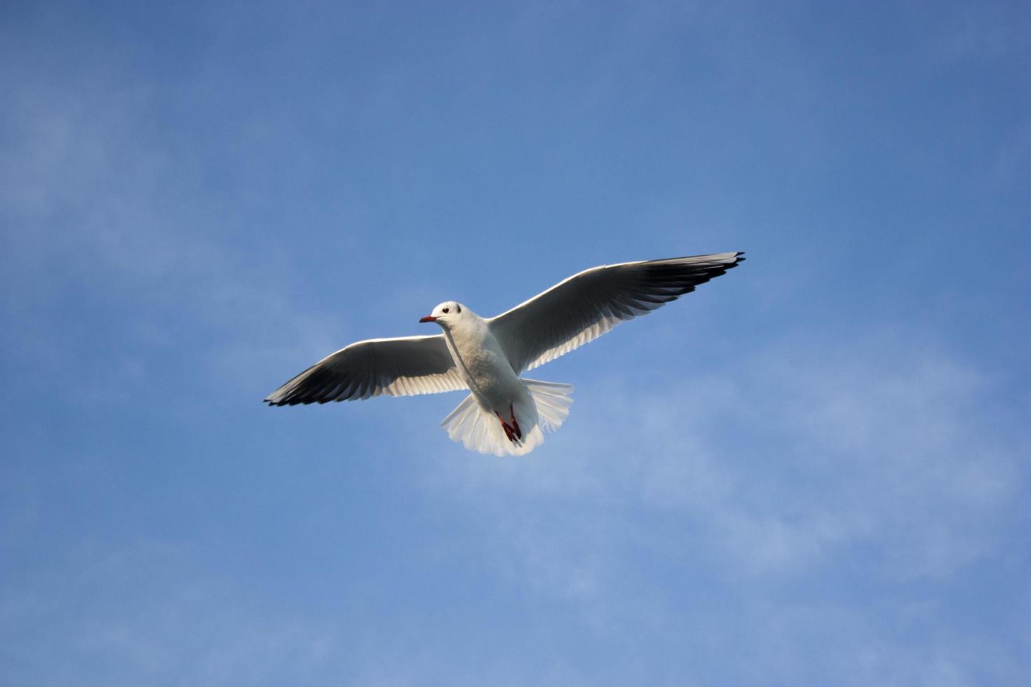 gabbiano che vola nell'aria foto