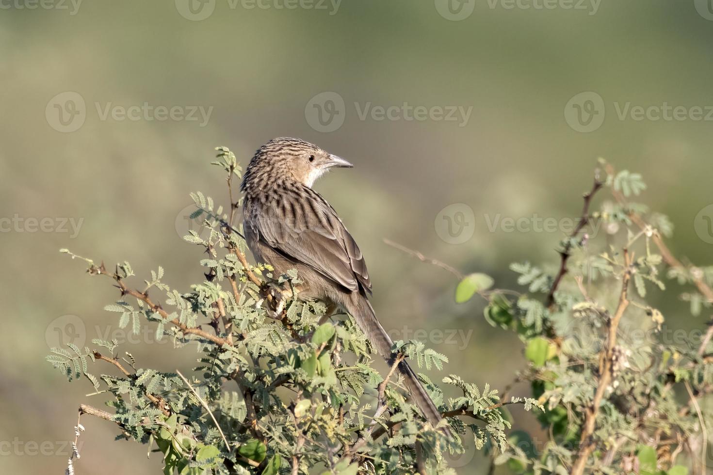 Comune babbler o argya caudata osservato nel maggiore rann di kutch foto