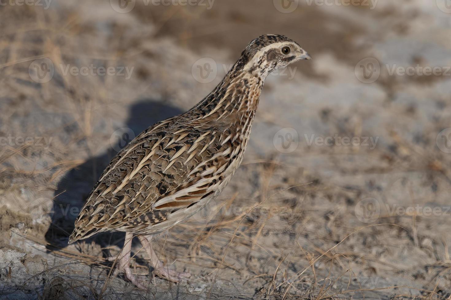 Comune Quaglia o coturnix coturnix o europeo Quaglia osservato nel rann di kutch foto