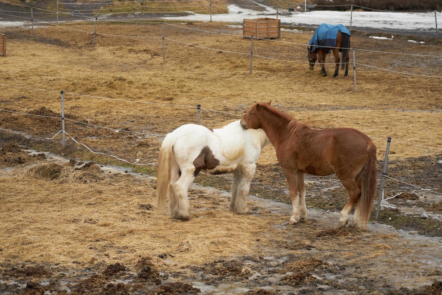 cavalli in una fattoria in un recinto all'aperto in primavera foto