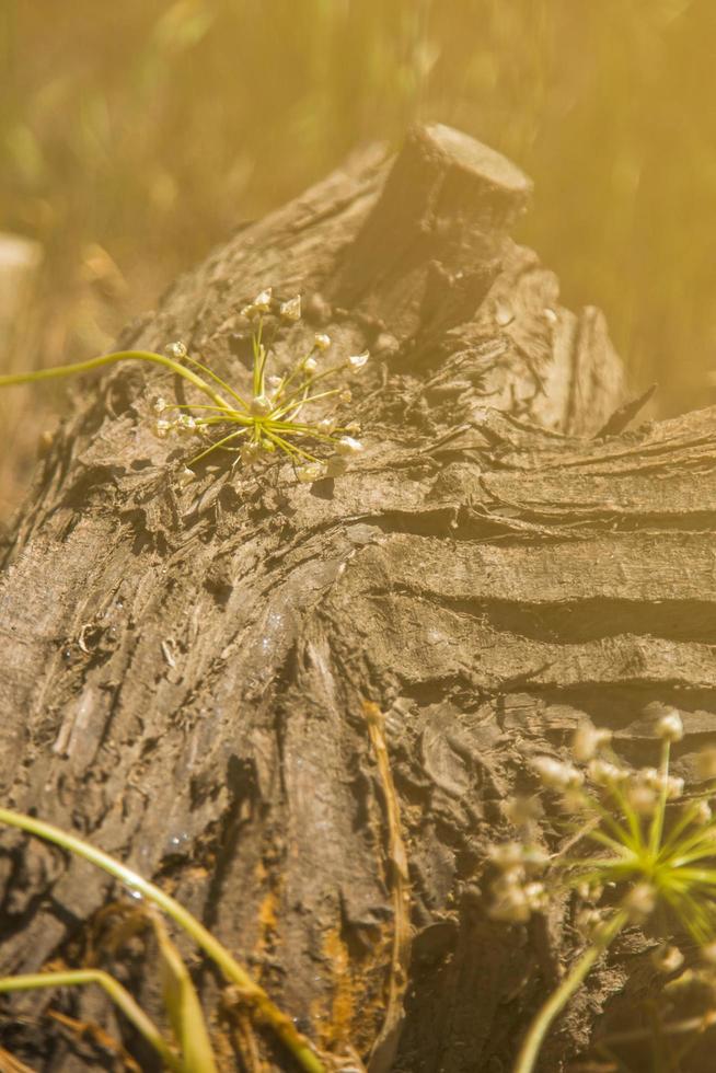 fiori stile di vita, primavera concetto foto