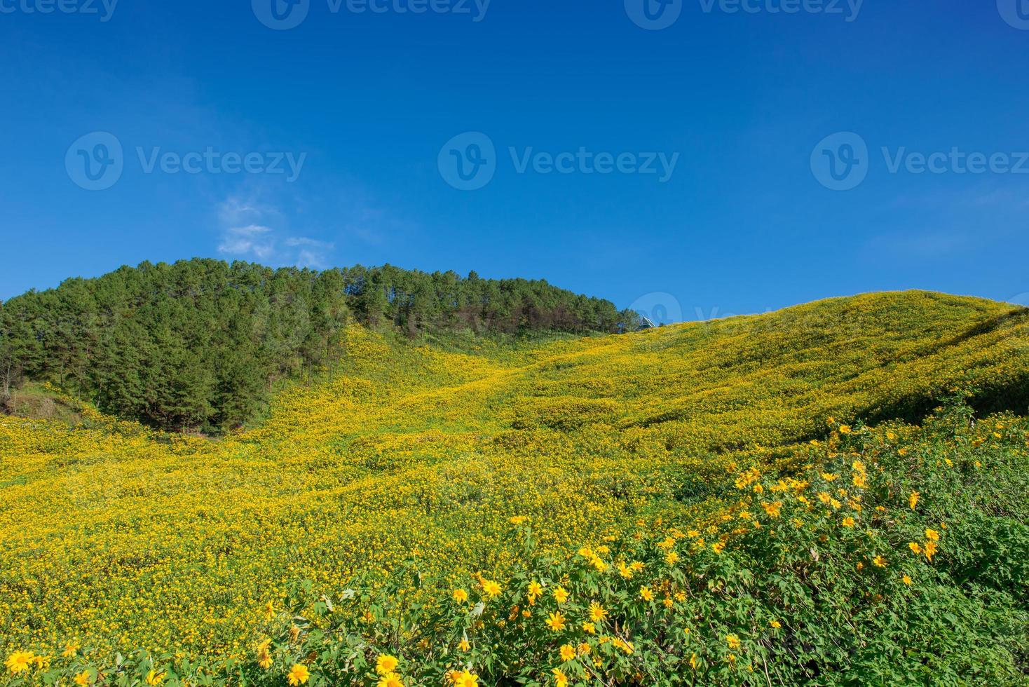 messicano girasole nel Tailandia foto