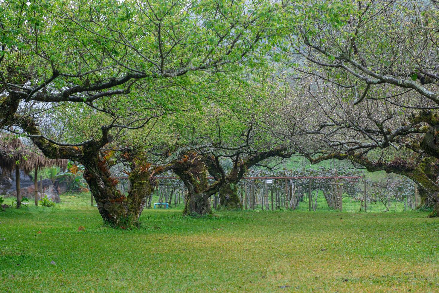 giapponese albicocca albero giardino foto