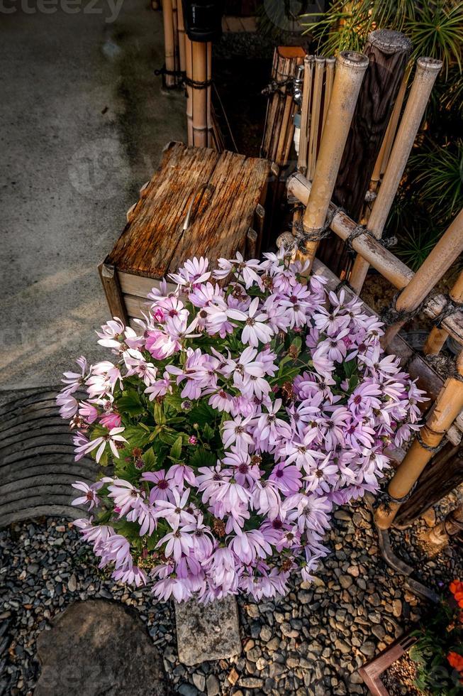 un' mazzo di rosa selvaggio fiori foto