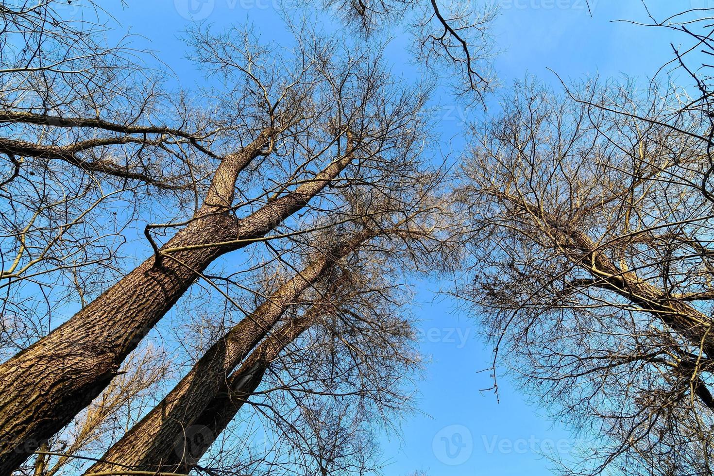 alberi nella foresta foto