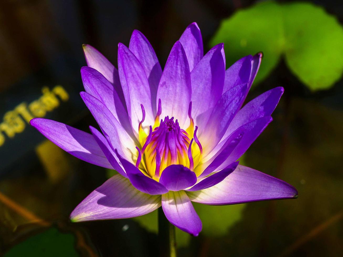 fiore di loto viola in uno stagno foto