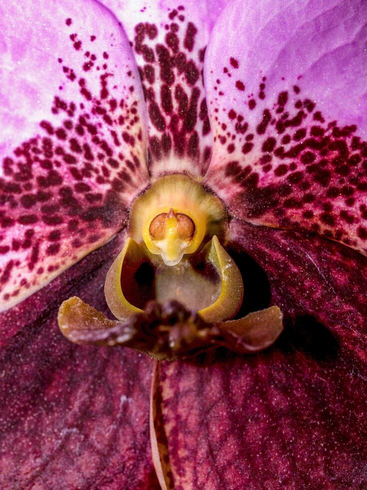 primo piano di un'orchidea viola foto