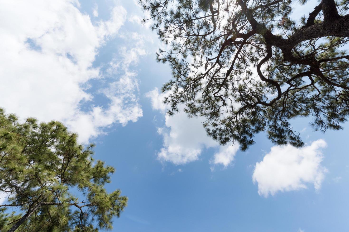 bianca nuvoloso e blu cielo con pino albero foto