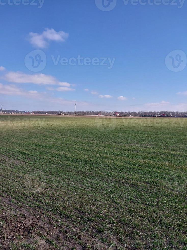 panorama di un' verde campo seminato nel primavera foto