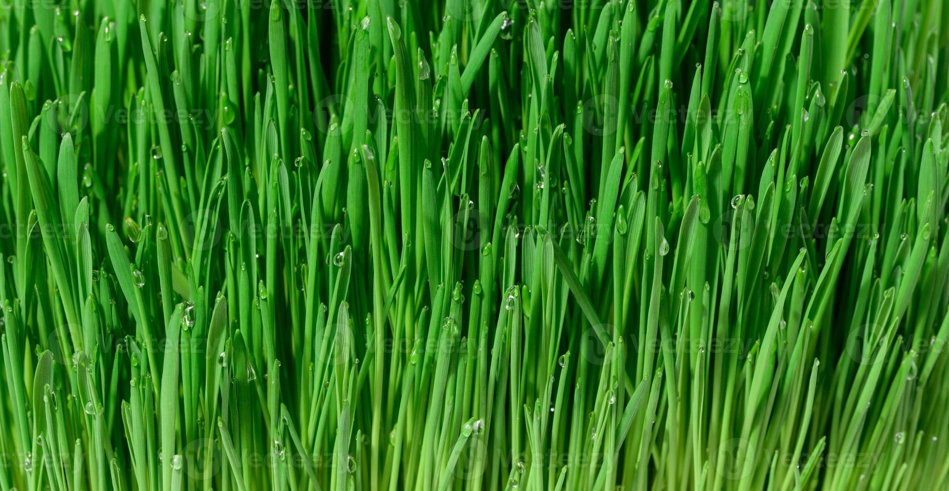 verde Grano germogli con acqua gocce, macro foto