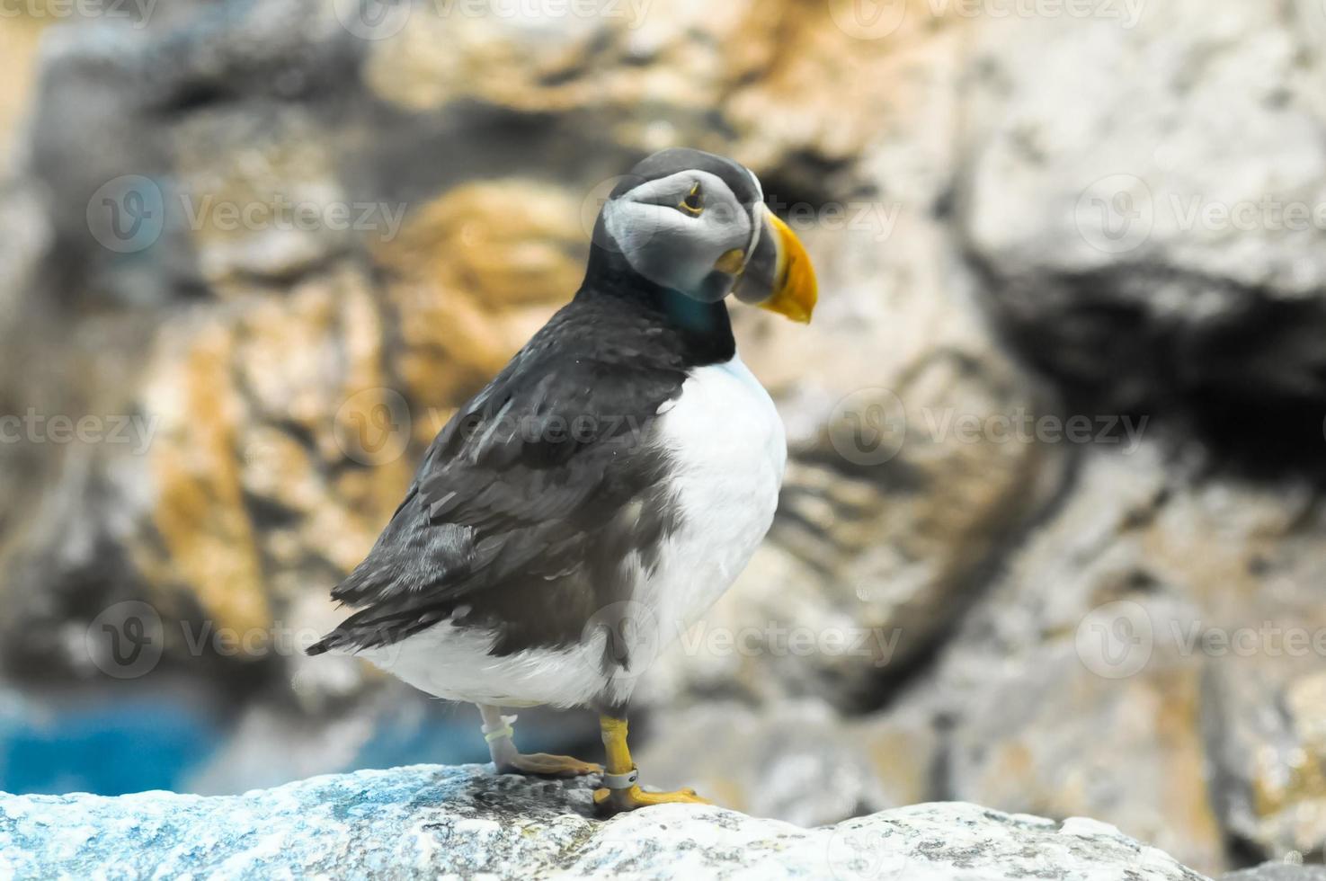 puffino uccello a il zoo foto