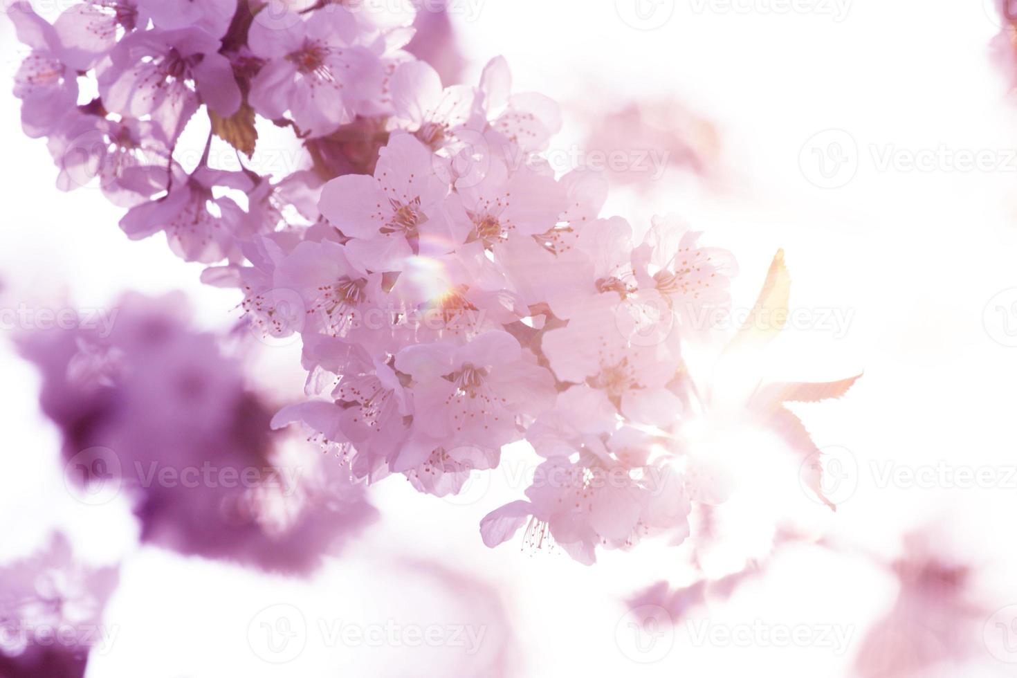 bellissimo ramo di albero in fiore in primavera. foto