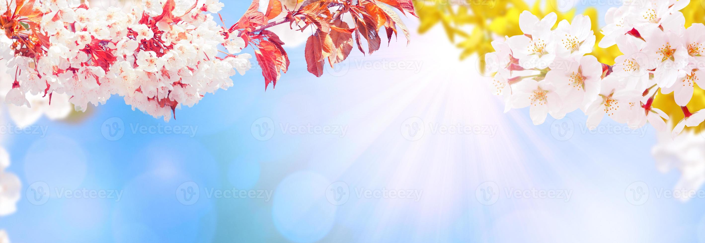 bella vista sulla natura di alberi in fiore primaverili su sfondo sfocato. foto