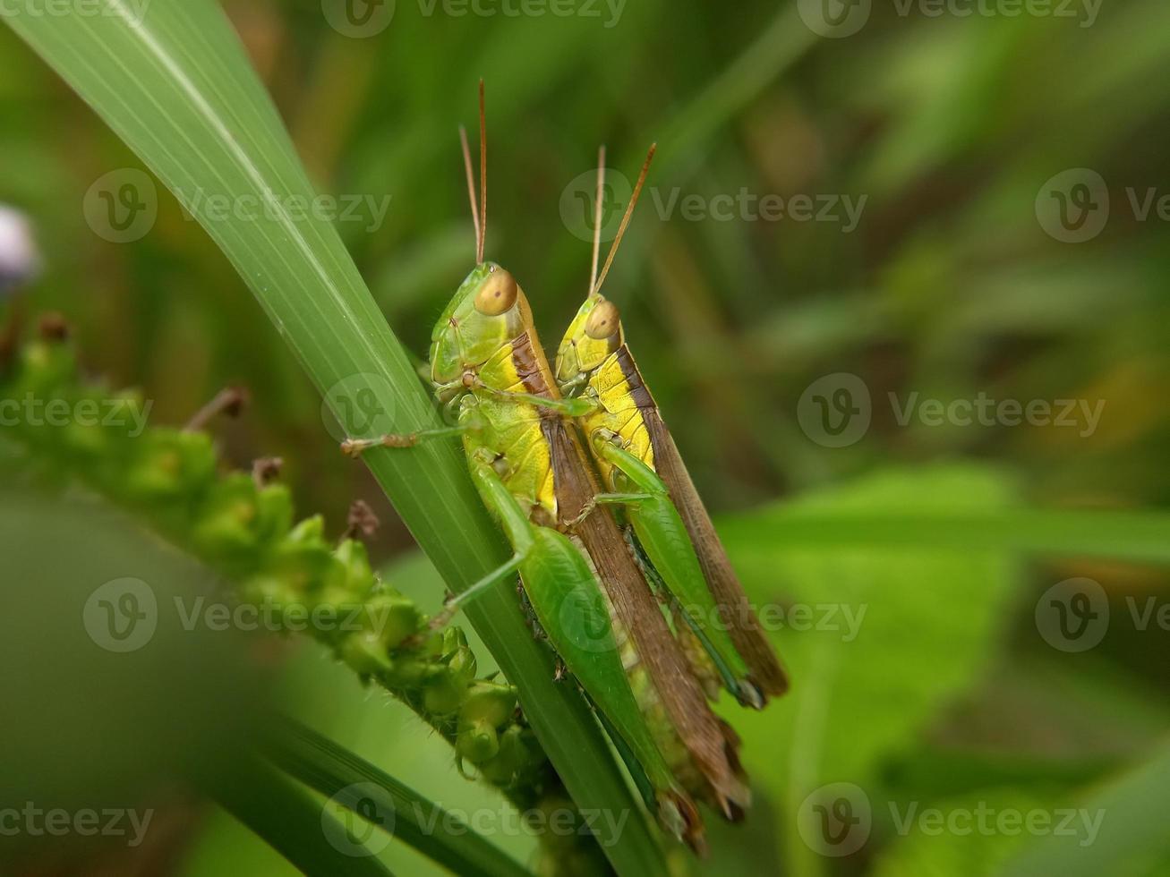 un' paio di verde cavallette su un' lama di erba. foto