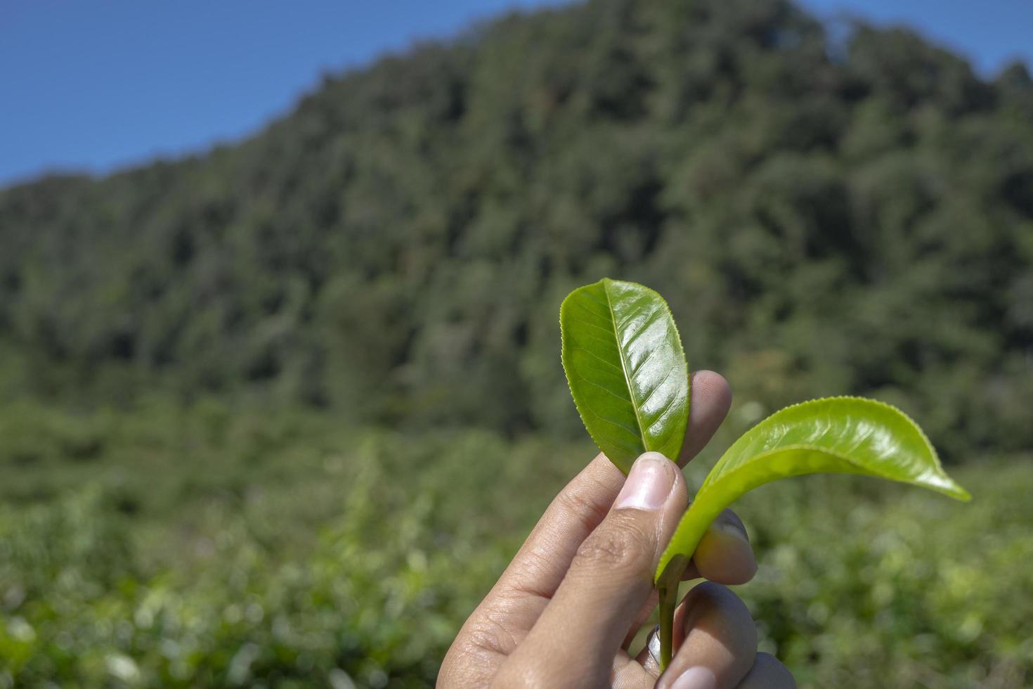 uomo Tenere verde tè foglia su il tè giardino quando raccogliere stagione. il foto è adatto per uso per industriale sfondo, natura manifesto e natura soddisfare media.