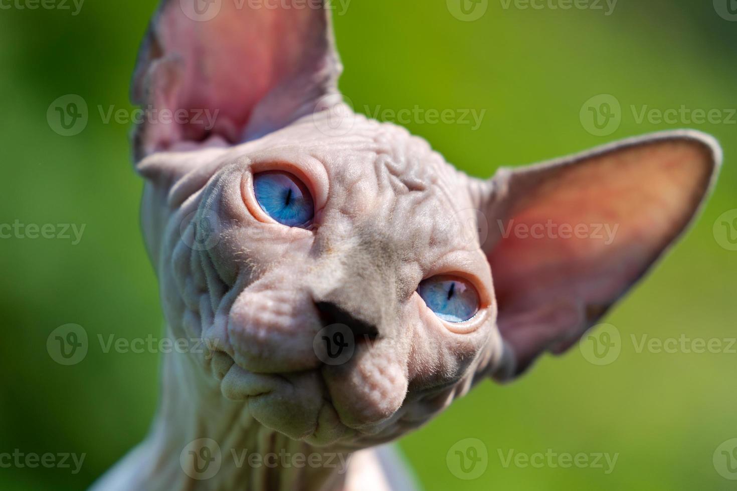 avvicinamento Visualizza di sphynx senza peli gatto di blu visone e bianca colore guardare lontano con triste blu occhi foto